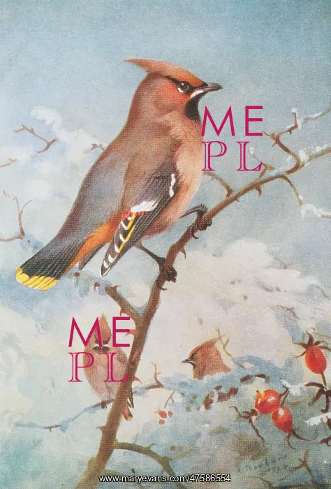 : Bombycilla garrulus, Bohemian waxwing : Bombycilla garrulus, Bohemian waxwing
