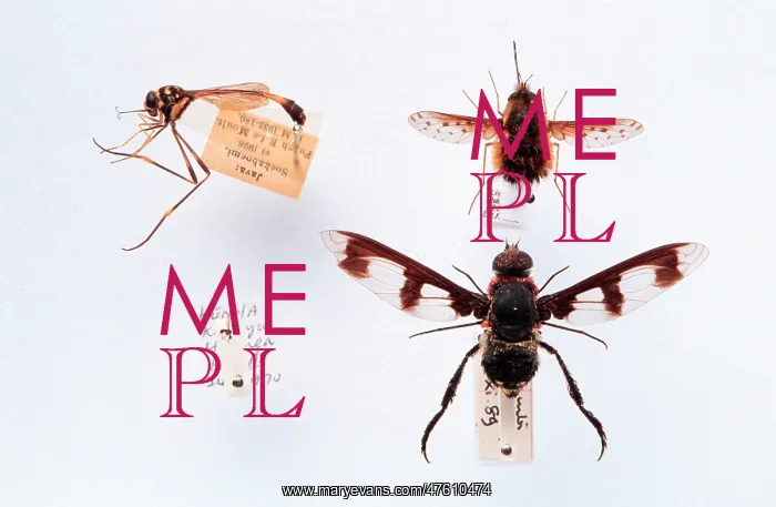 : Bombyliidae specimens : Bombyliidae specimens