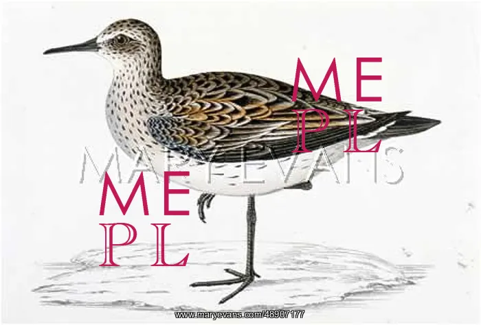 : BONAPARTE'S SANDPIPER : BONAPARTE'S SANDPIPER