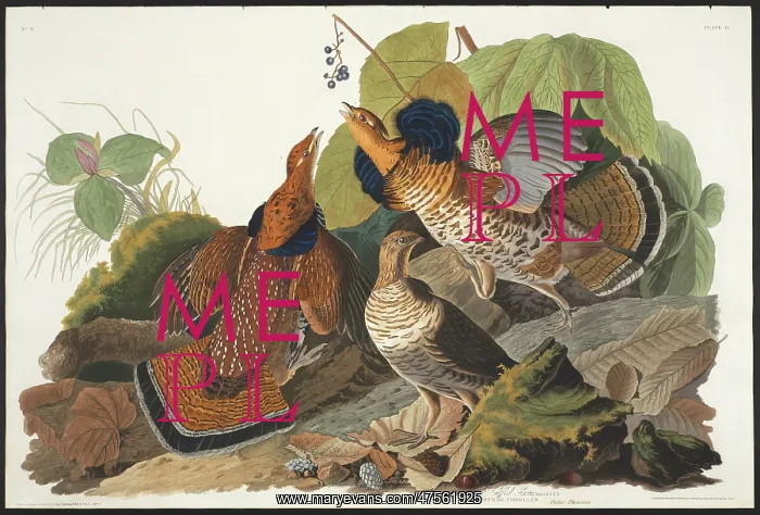 : Bonasa umbellus, ruffed grouse : Bonasa umbellus, ruffed grouse
