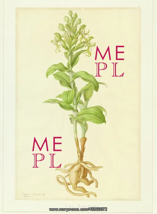 : Bonatea speciosa : Bonatea speciosa