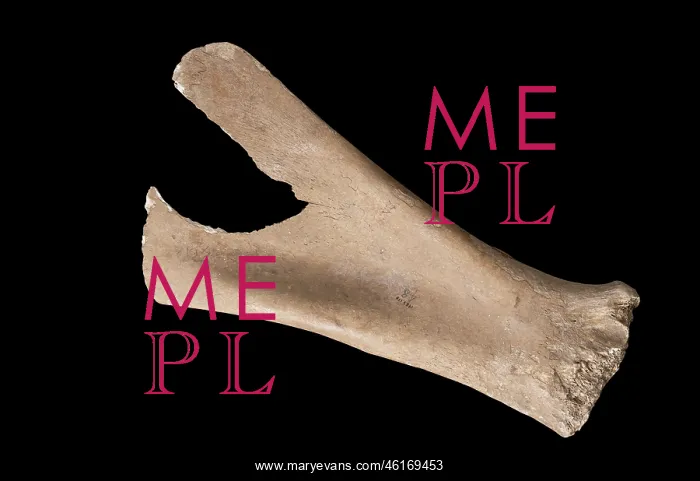: Bone shovel, Orkney Museum, Kirkwall, Mainland, Orkney : Bone shovel, Orkney Museum, Kirkwall, Mainland, Orkney