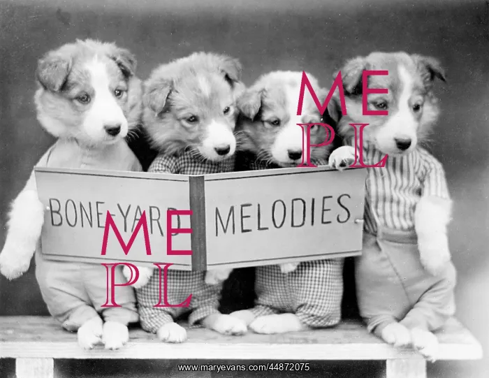 : BONE-YARD MELODIES : BONE-YARD MELODIES