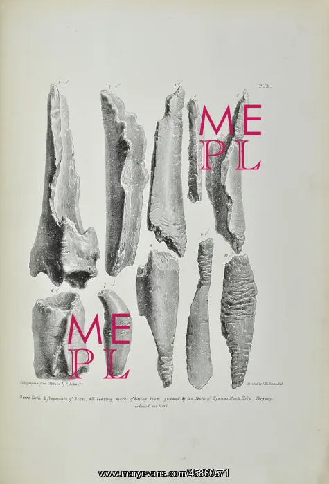 : Bones bearing marks of having been gnawed by hyaenas : Bones bearing marks of having been gnawed by hyaenas