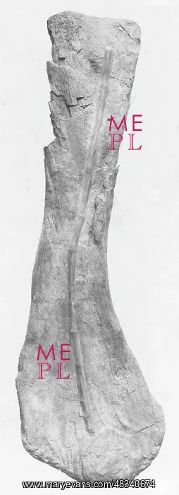  : Bones of a Camarasaurus, 1903