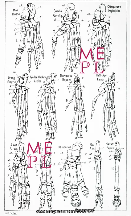  : Bones of the foot of 12 different mamals