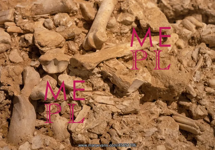 : Bones, Musee de Prehistoire de Solutre, Solutre-Pouilly : Bones, Musee de Prehistoire de Solutre, Solutre-Pouilly