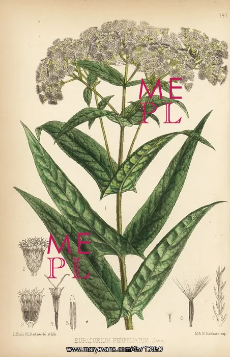 : Boneset or bonsett, Eupatorium perfoliatum : Boneset or bonsett, Eupatorium perfoliatum