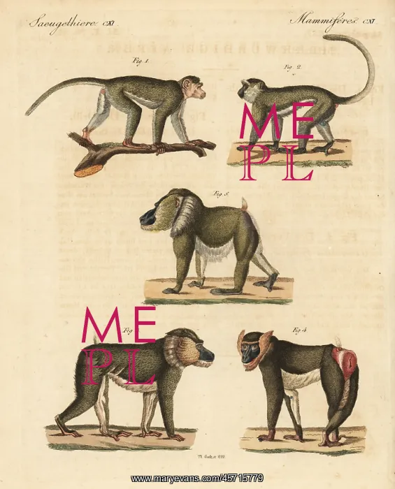 : Bonnet macaque, vervet and mandrill : Bonnet macaque, vervet and mandrill