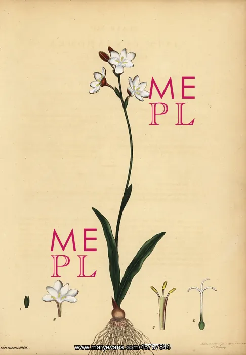 : Bontrokkie, Hesperantha falcata : Bontrokkie, Hesperantha falcata