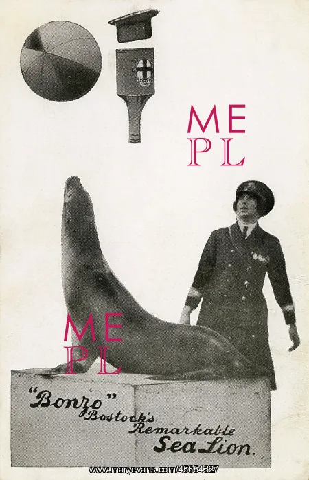 : Bonzo - Bostocks remarkable Sea lion : Bonzo - Bostocks remarkable Sea lion