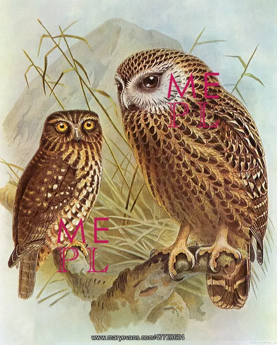  : Boobook Owl and Laughing Owl