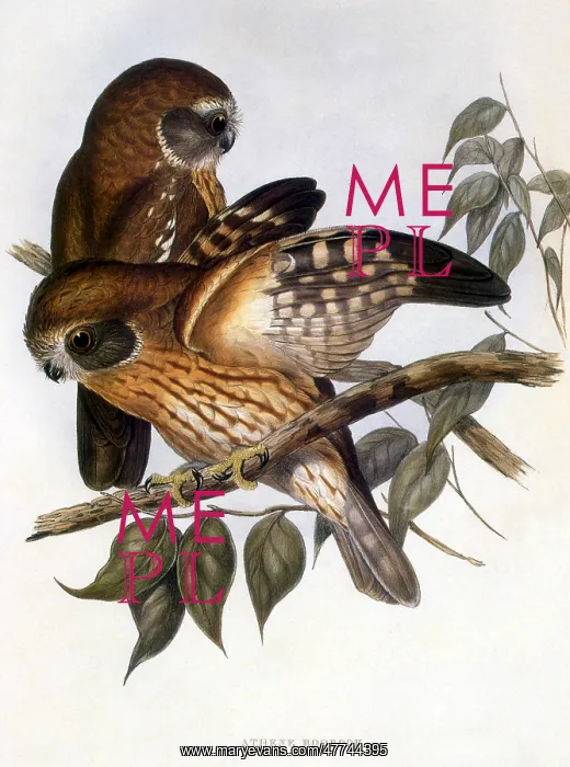 : Boobook Owl (Ninox novaeseelandiae) : Boobook Owl (Ninox novaeseelandiae)