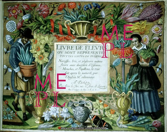 : Book of flowers with all kinds of Tulips : Book of flowers with all kinds of Tulips