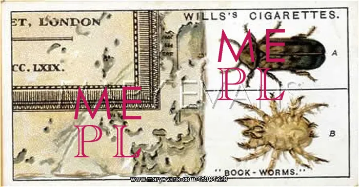 : BOOK-WORMS : BOOK-WORMS