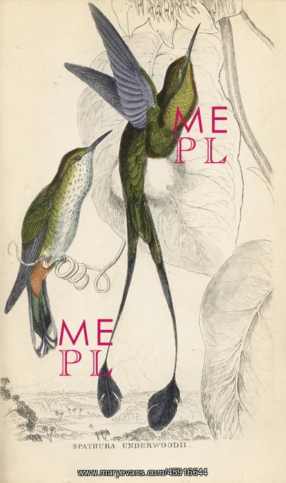 : Booted racket-tail, Ocreatus underwoodii : Booted racket-tail, Ocreatus underwoodii