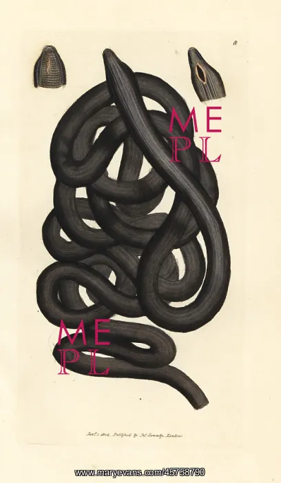  : Bootlace worm, Lineus longissimus