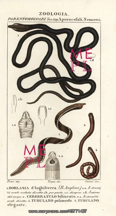: Bootlace worm, proboscis worm, ribbon worm : Bootlace worm, proboscis worm, ribbon worm