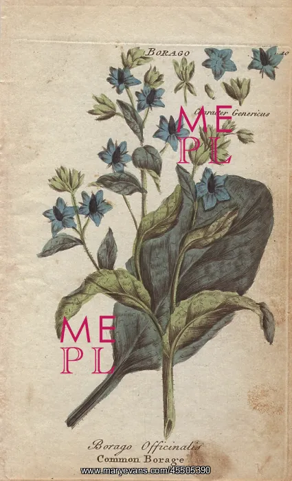 : Borage, Borago officinalis : Borage, Borago officinalis