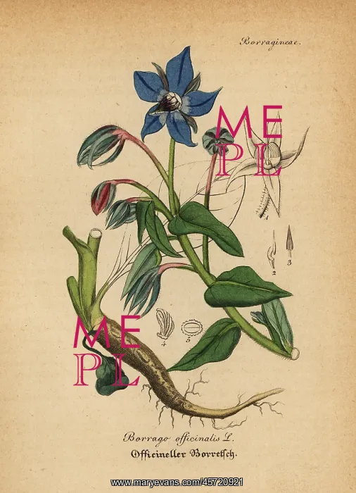 : Borage, Borago officinalis : Borage, Borago officinalis