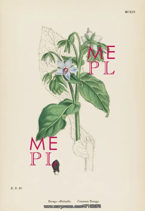  : BORAGO OFFICINALIS