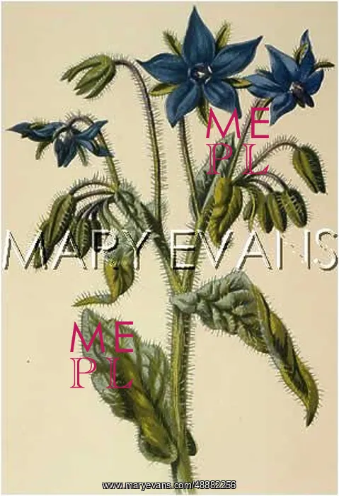  : BORAGO OFFICINALIS