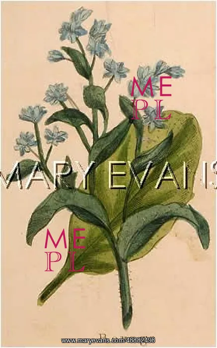  : BORAGO OFFICINALIS