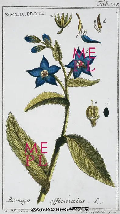 : Borago officinalis, borage : Borago officinalis, borage