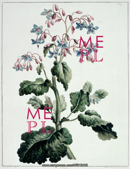 : Borago officinalis, borage : Borago officinalis, borage