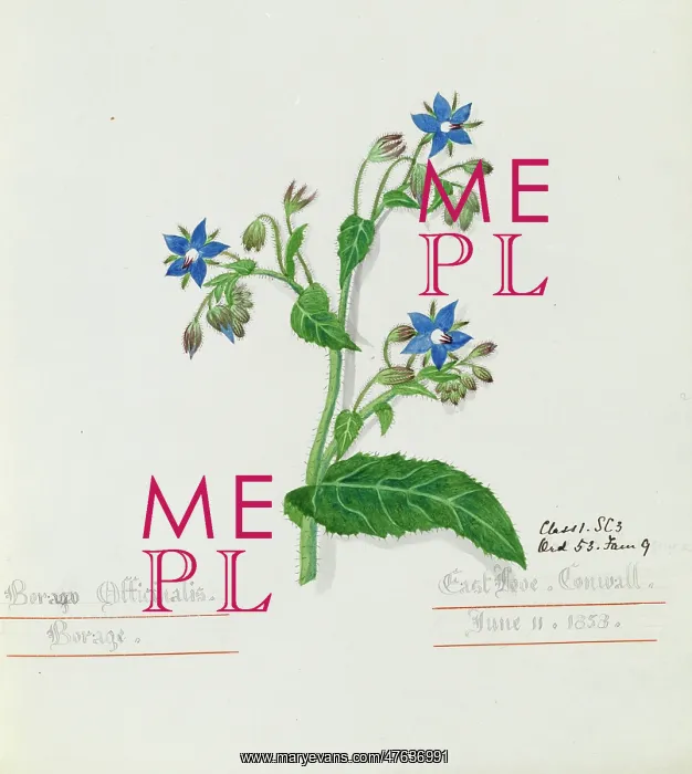 : Borago officinalis, borage : Borago officinalis, borage