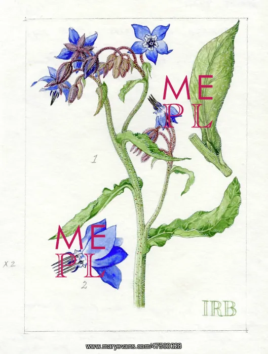 : Borago officinalis - borage or starflower : Borago officinalis - borage or starflower