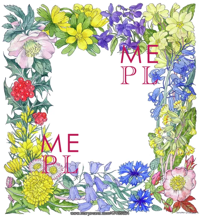 : Border of aconites, violets, cornflower, wild rose : Border of aconites, violets, cornflower, wild rose