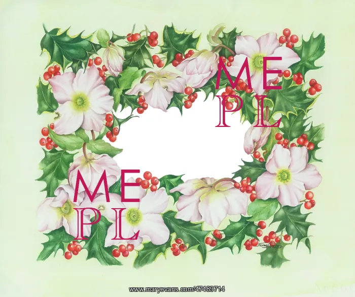 : Border of Christmas Roses and Holly : Border of Christmas Roses and Holly