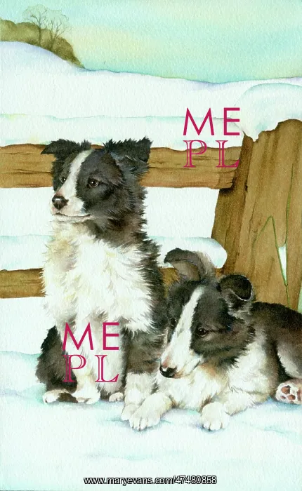  : Two Border Collies by a fence in the snow