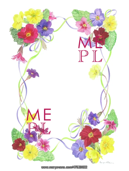 : Border of coloured primroses and ribbon : Border of coloured primroses and ribbon