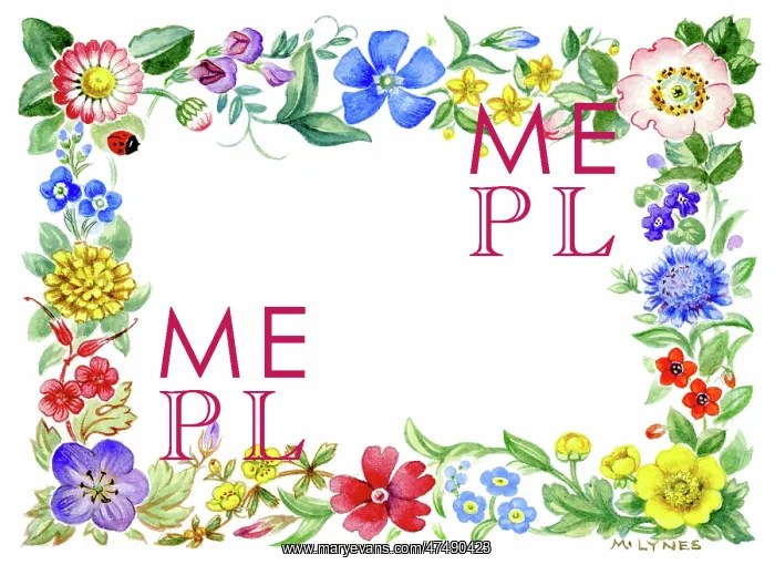 : Border of daisy, periwinkle, cornflower etc : Border of daisy, periwinkle, cornflower etc