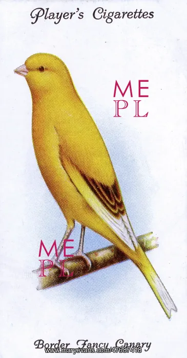  : Border Fancy Canary