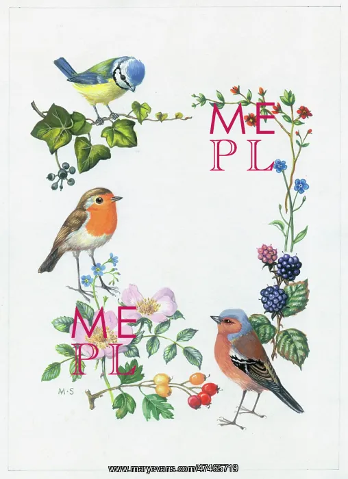 : Border of Flowers with blue tit, robin, chaffinch : Border of Flowers with blue tit, robin, chaffinch