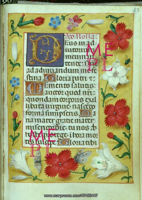 : Border of Lilies and Carnations : Border of Lilies and Carnations