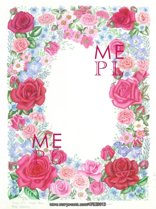 : Border of pink roses, pinks and lavender : Border of pink roses, pinks and lavender