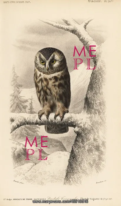 : Boreal owl, Aegolius funereus : Boreal owl, Aegolius funereus