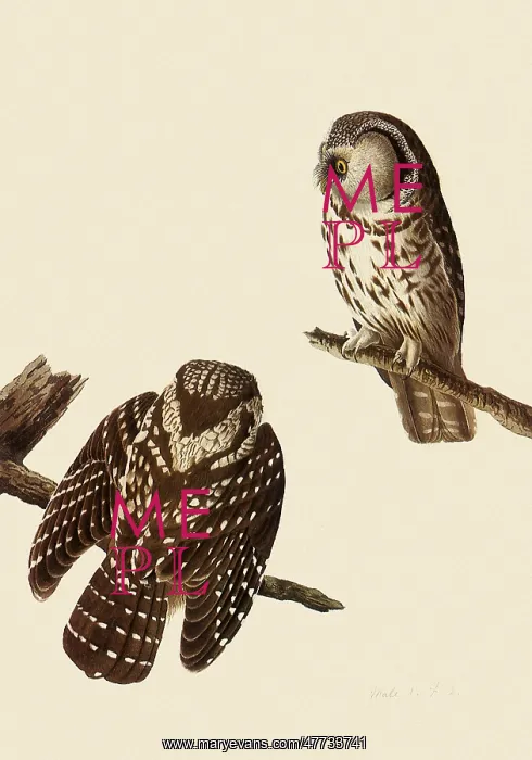  : Boreal Owls