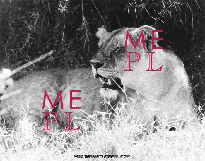  : BORED LIONESS