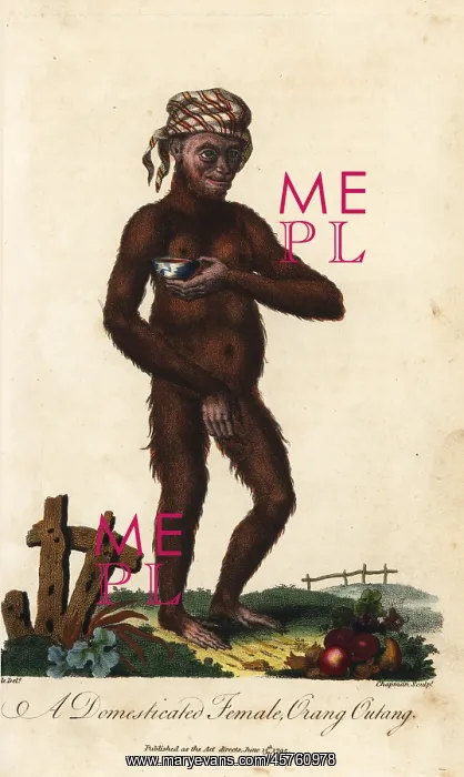 : Bornean orangutan, Pongo pygmaeus, female. Endangered : Bornean orangutan, Pongo pygmaeus, female. Endangered