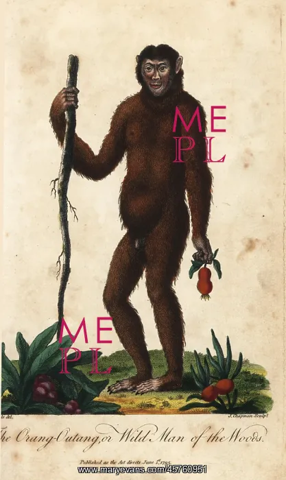 : Bornean orangutan, Pongo pygmaeus. Endangered : Bornean orangutan, Pongo pygmaeus. Endangered