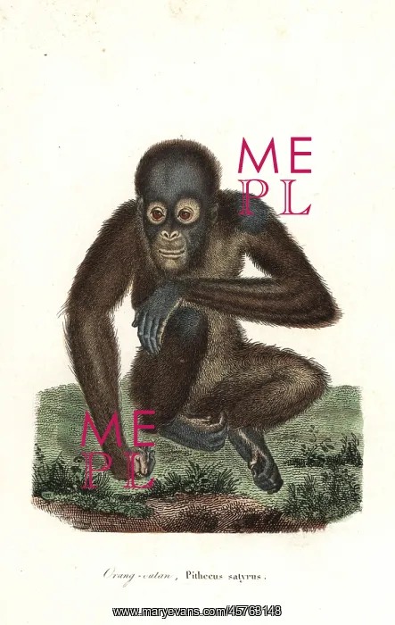: Bornean orangutan, Pongo pygmaeus. Endangered : Bornean orangutan, Pongo pygmaeus. Endangered