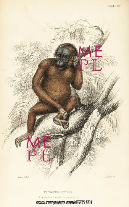 : Bornean orangutan, Pongo pygmaeus. Endangered : Bornean orangutan, Pongo pygmaeus. Endangered