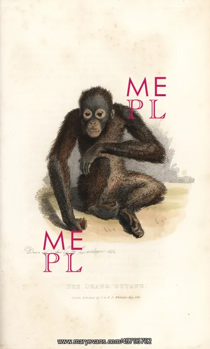 : Bornean orangutan, Pongo pygmaeus. Endangered : Bornean orangutan, Pongo pygmaeus. Endangered