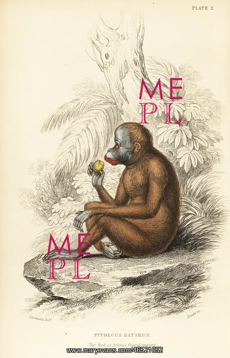 : Bornean orangutan, Pongo pygmaeus. Endangered : Bornean orangutan, Pongo pygmaeus. Endangered