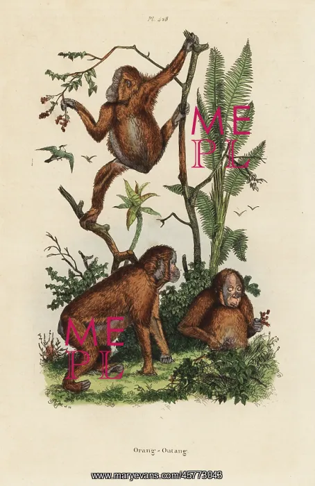 : Bornean orangutans, Pongo pygmaeus. Critically endangered : Bornean orangutans, Pongo pygmaeus. Critically endangered